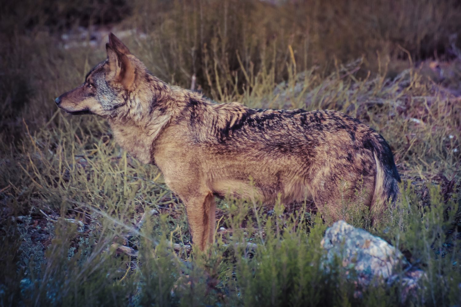 LOBO IBÉRICO AL AMANECER