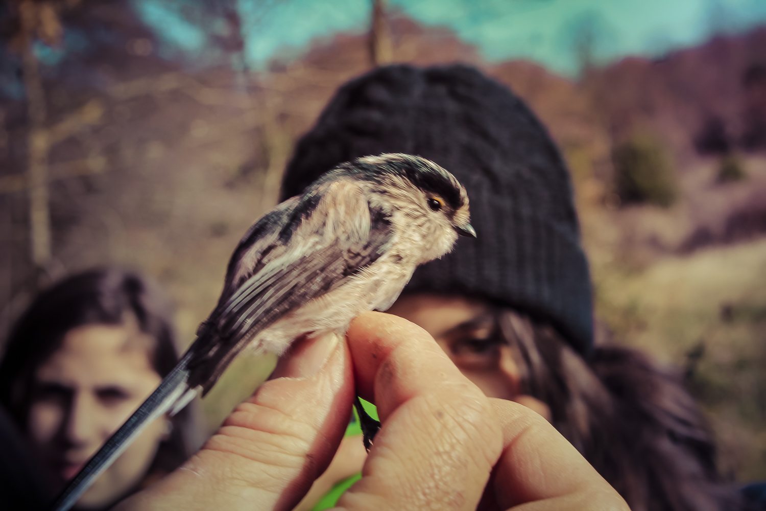 AVISTAMIENTO DE AVES