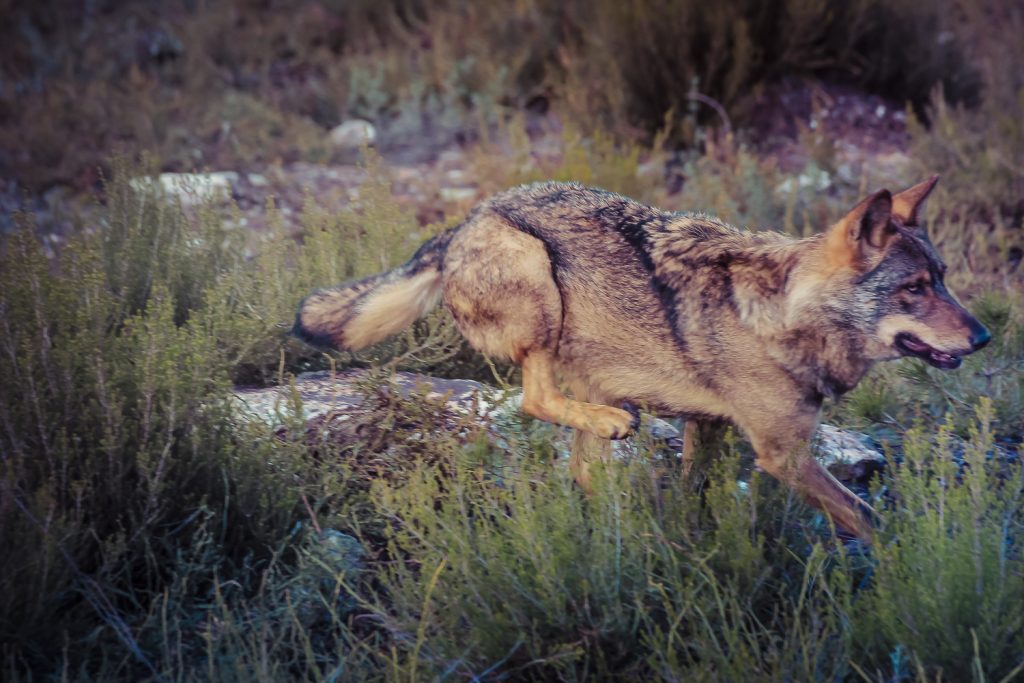 lobo ibérico