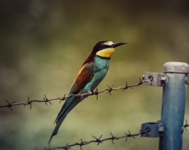 Naturaleza Arribes del Duero