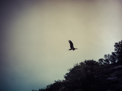 CIGÜEÑA NEGRA Arribes del Duero