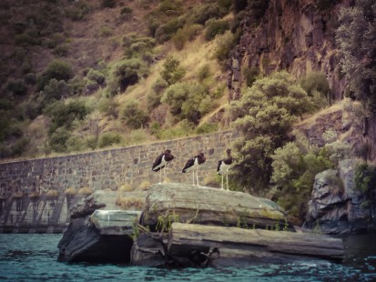 CIGUEÑAS NEGRAS Douro