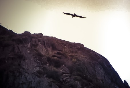 Naturaleza PERDICERA en Arribes del Duero