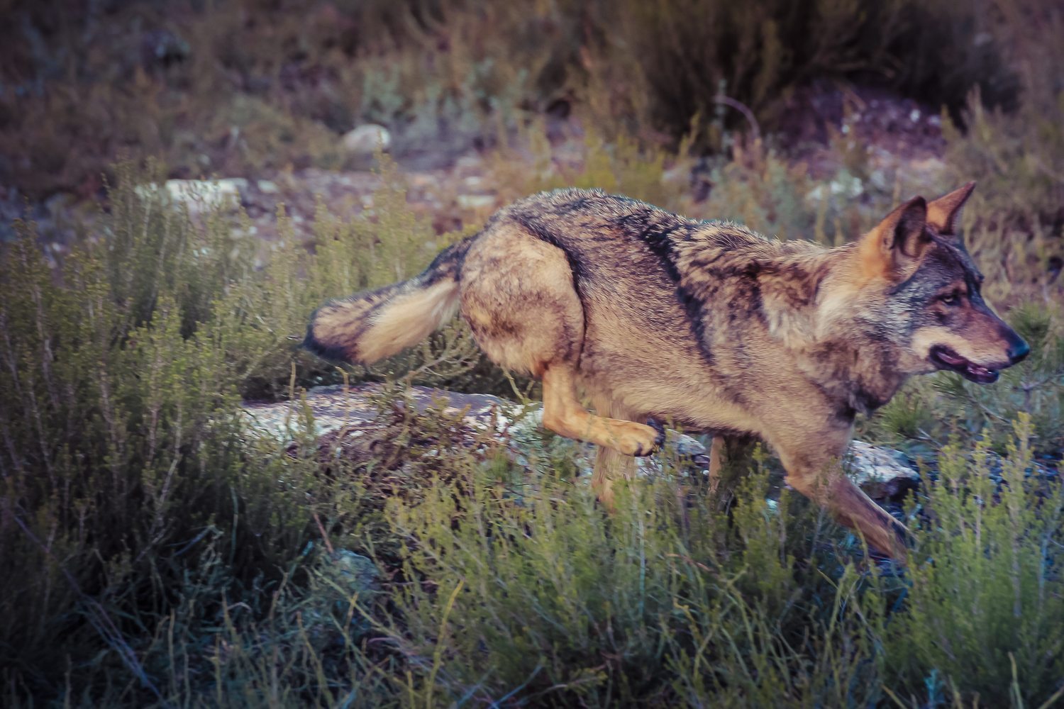 TREKKING DEL LOBO