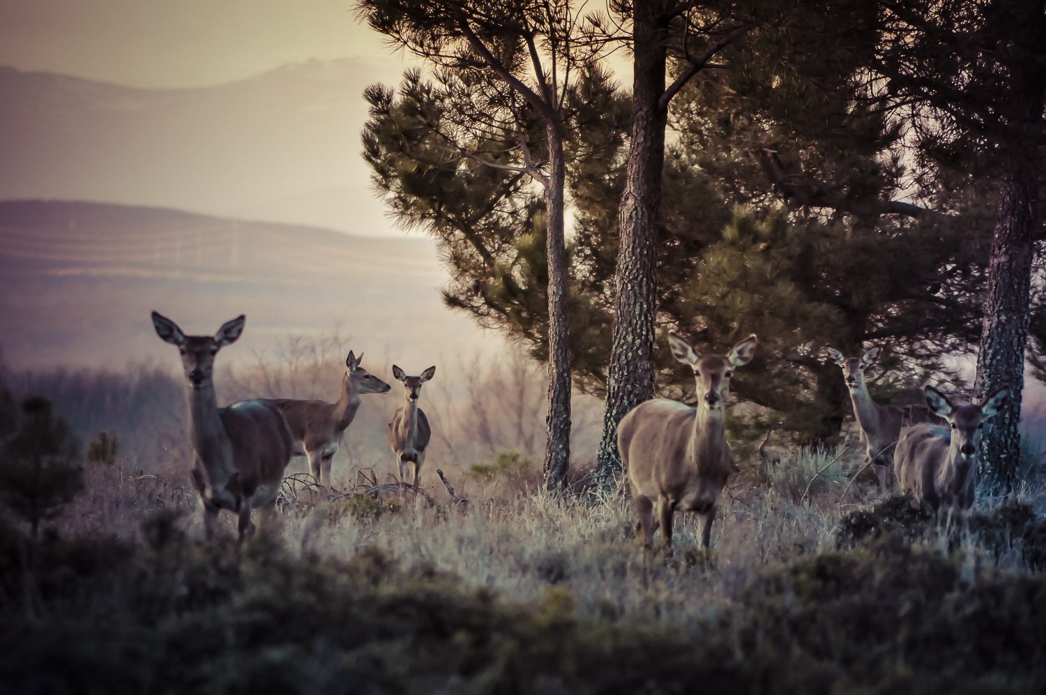 LOBO IBÉRICO AL AMANECER
